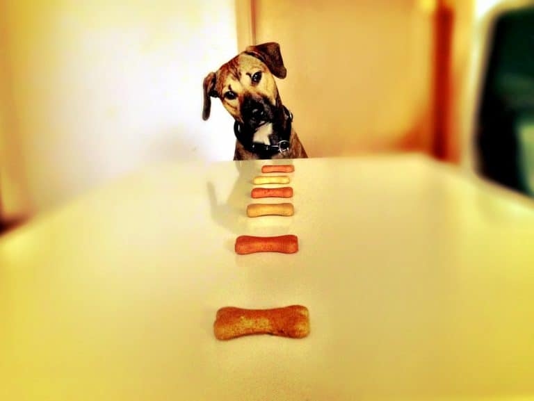 Are Dog Treats a Good Thing?