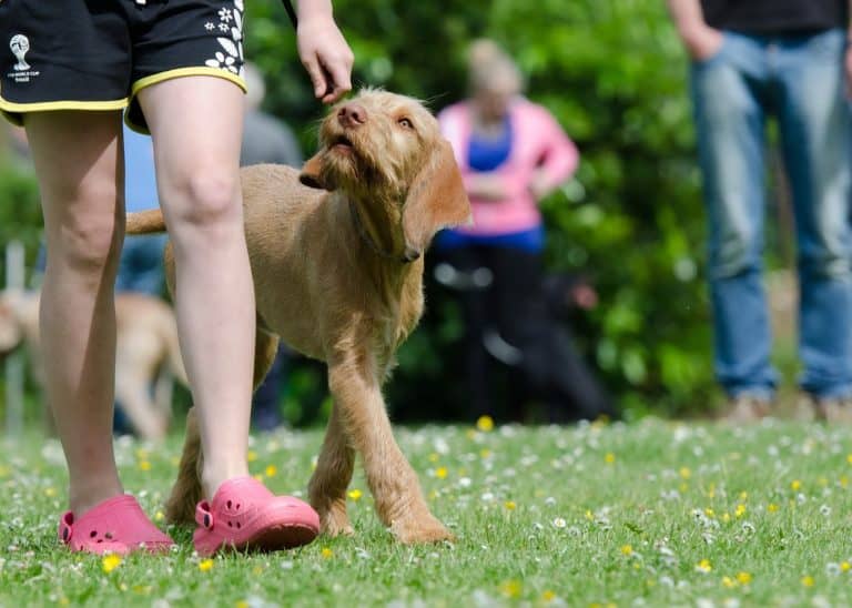 15 Facts Everyone Should Know About Dog Training Part 3