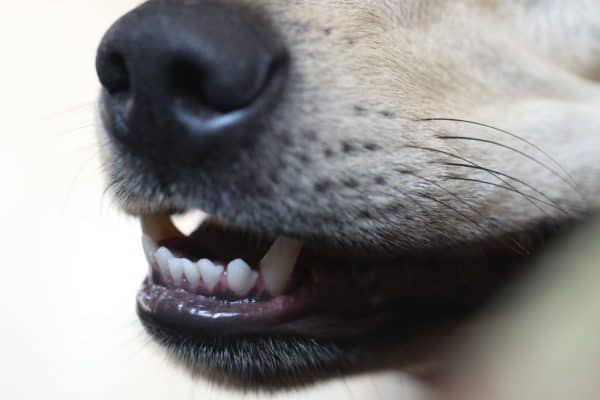View of Is My Dog Allergic to Grass? 6 Signs to Watch for and How to Manage It ...