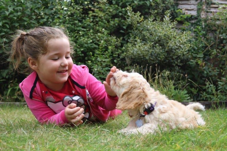 To Improve Dog Behavior; Please Train the Human Pups