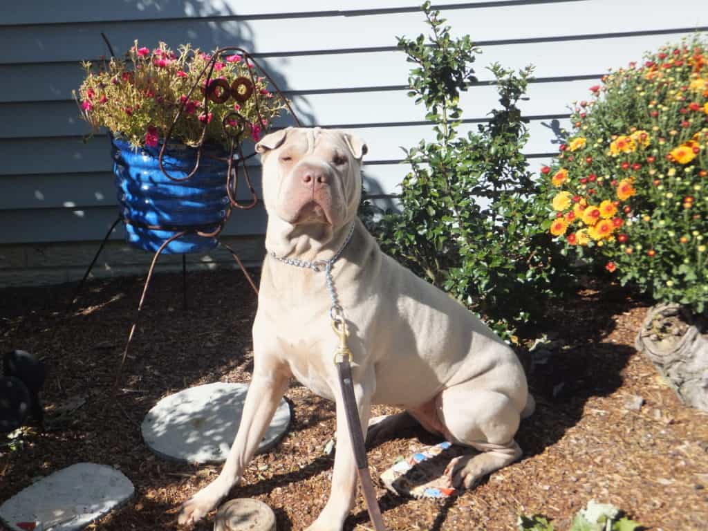 The many tools of dog obedience training Acme Canine