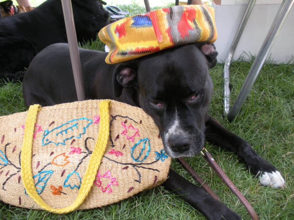 PRODUCT REVIEW Darwin's Natural Pet Products Acme Canine