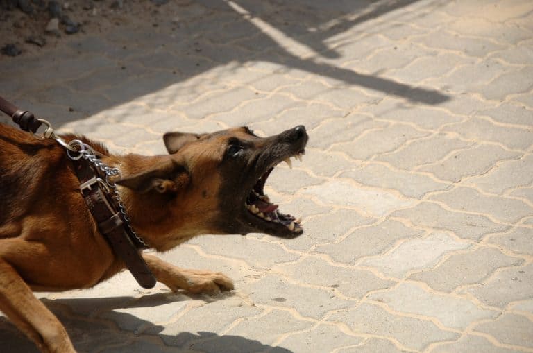 Dog Bite Prevention Tips