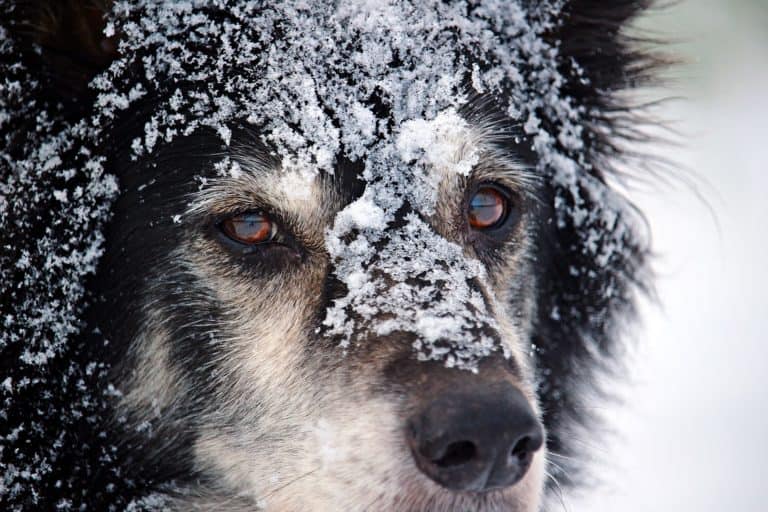 Helpful Dog Products for Cold Weather