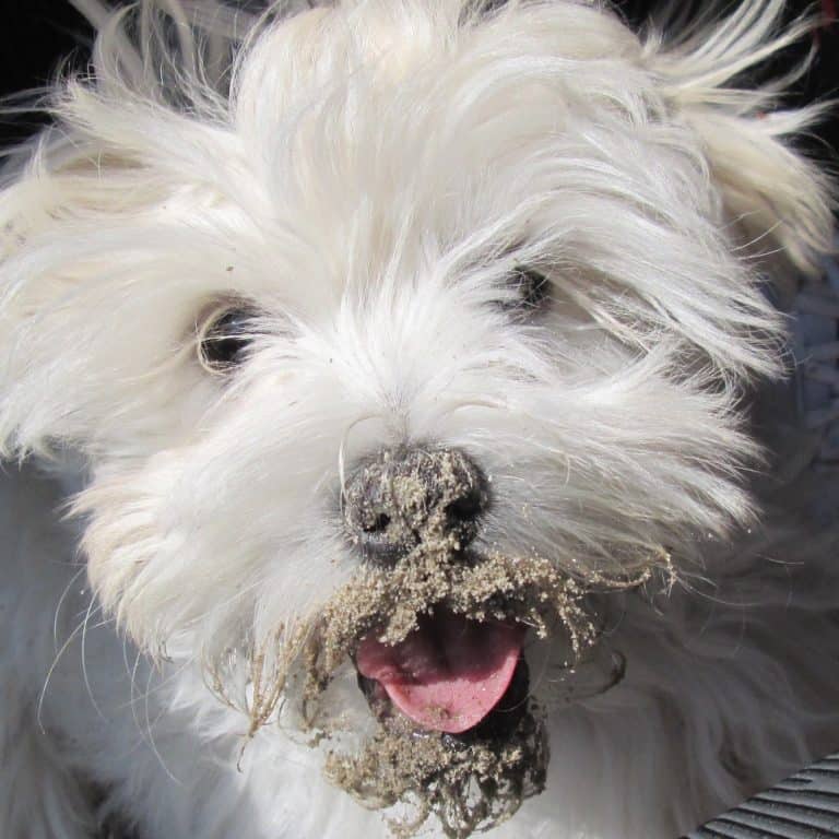 How to stop dogs from digging