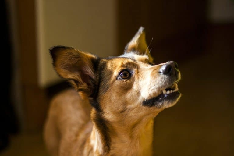 The “Positive” and “Negative” of dog training