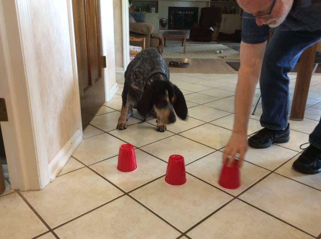 DOG TRICK Which cup? Acme Canine