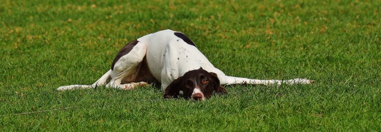 Submissive Urination in Dogs