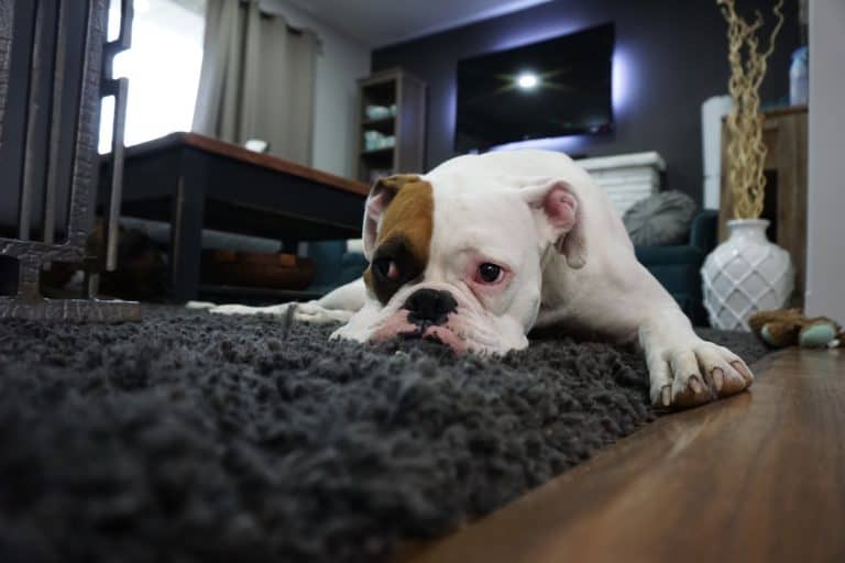Is your dog marking in your home?