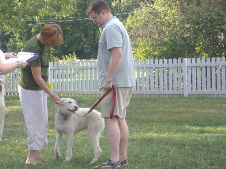 Do you know how to approach an unfamiliar dog? Acme Canine