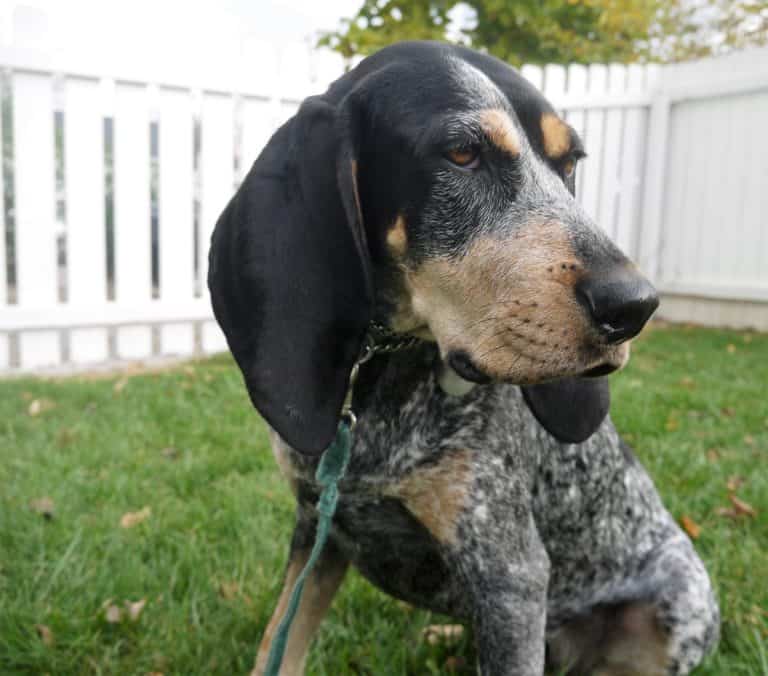 DOG PRODUCT REVIEW: Personal Experience with the BarkWise Bark Collar