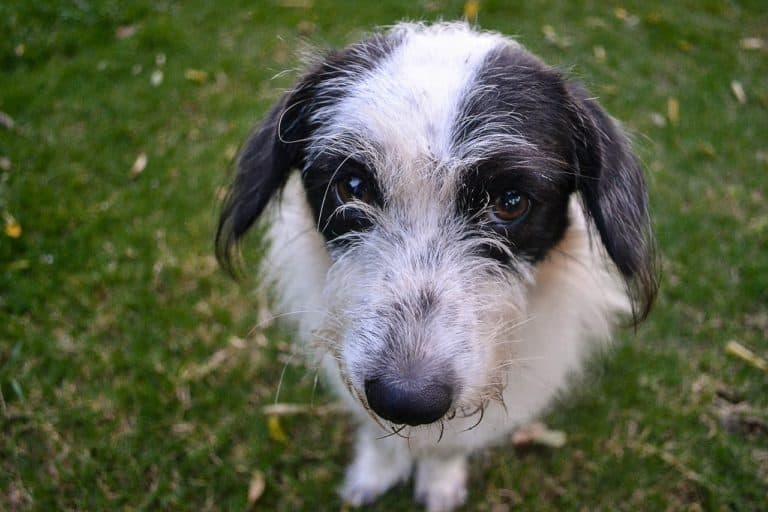 6 common dog behavior myths deciphered
