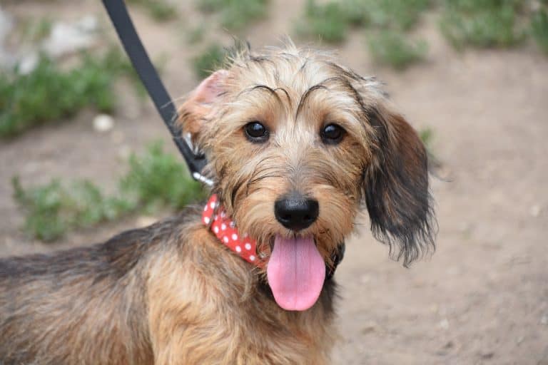 Dog Leash Comparisons: A Guide for Selecting an Essential Training Tool