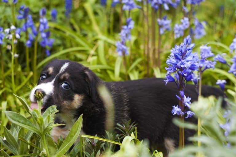 5 Easy to Train Dog Breeds