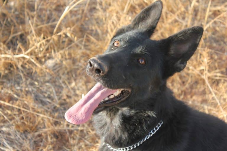 5 steps to selecting the right dog trainer for you (and your dog