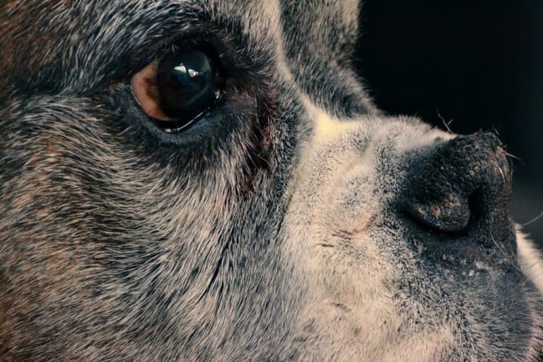When to say goodbye to your dog