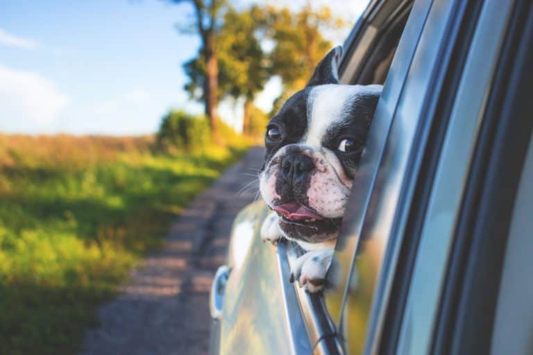 See a dog in a car…think before you break that window