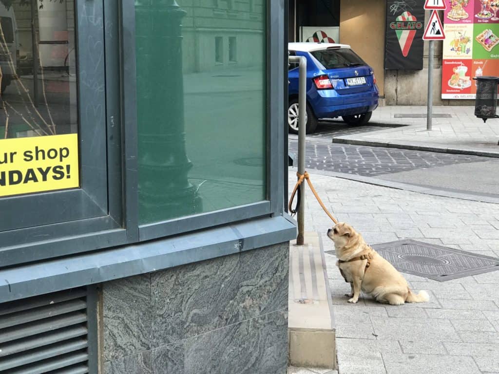 Dogs of Budapest, Hungary Acme Canine