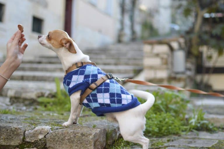 Do you know how to reward your dog?