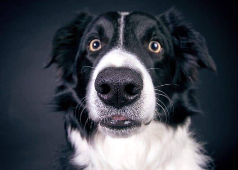 Top 10 things a dog owner should understand about dogs