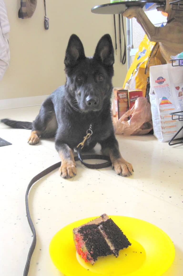 How to Stop Your Dog from Jumping on the Counter