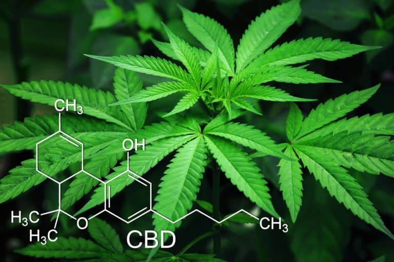 The Pet Owner’s Guide in Buying CBD Oil for Dogs