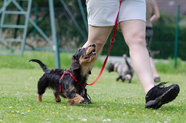 How to Train Your Dog to Not Kill Animals
