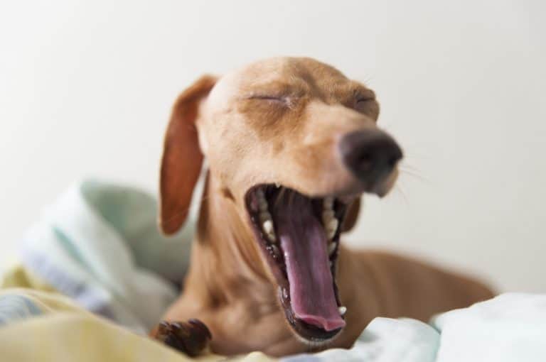 Research Proved that Women can Sleep Better with Their Pet Dogs