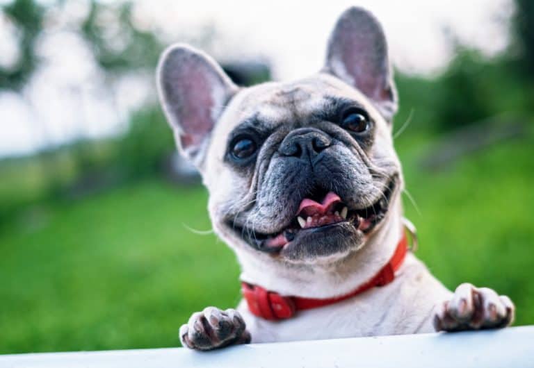 5 Tips Picking the Perfect Pet For Your Family