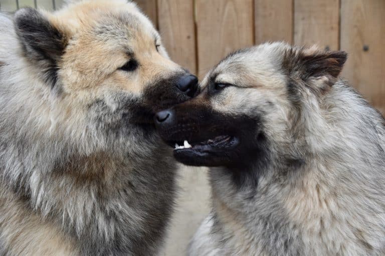 Calming Signals in Dogs