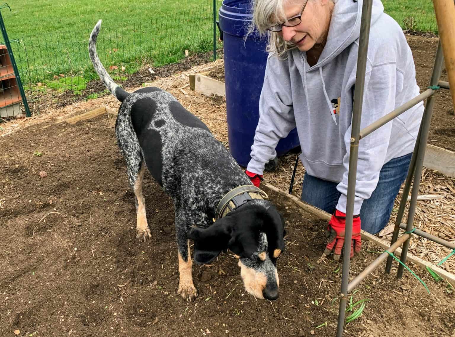 12 Things to Do to Keep Your Dog Out of the Garden Acme Canine