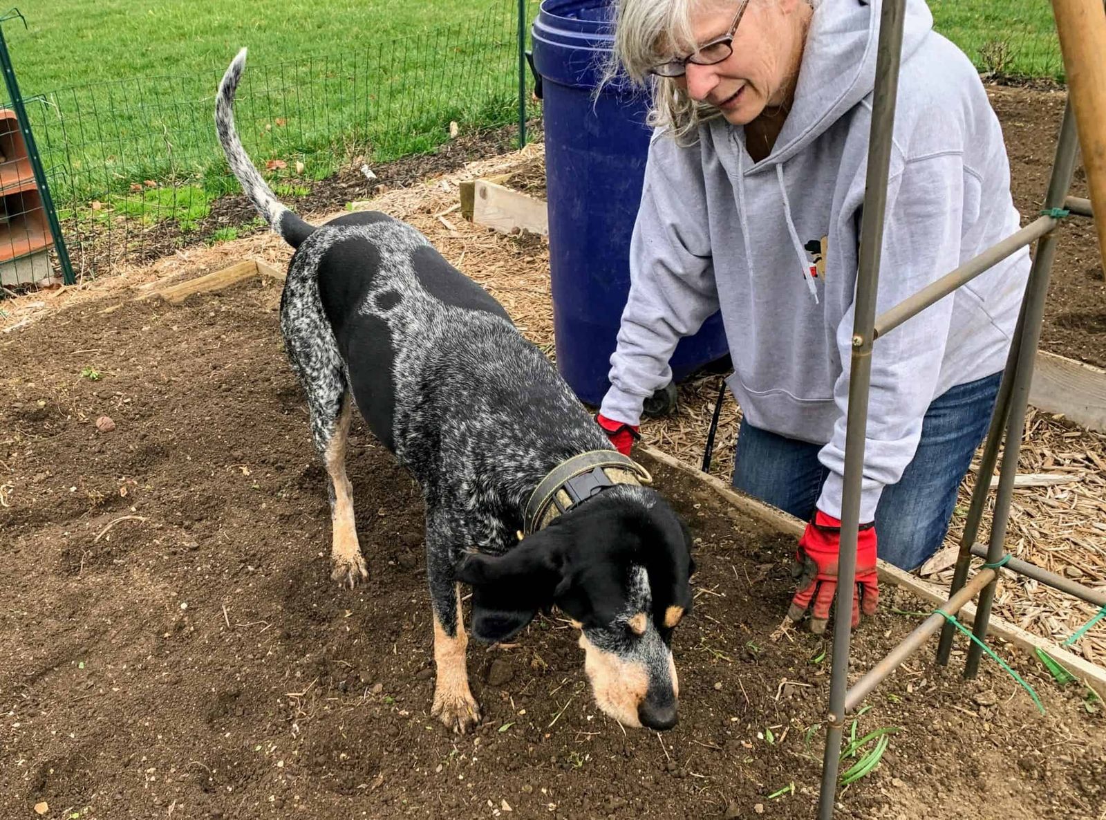 12 Things to Do to Keep Your Dog Out of the Garden Acme Canine