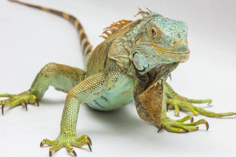 Should dogs and lizards live together?