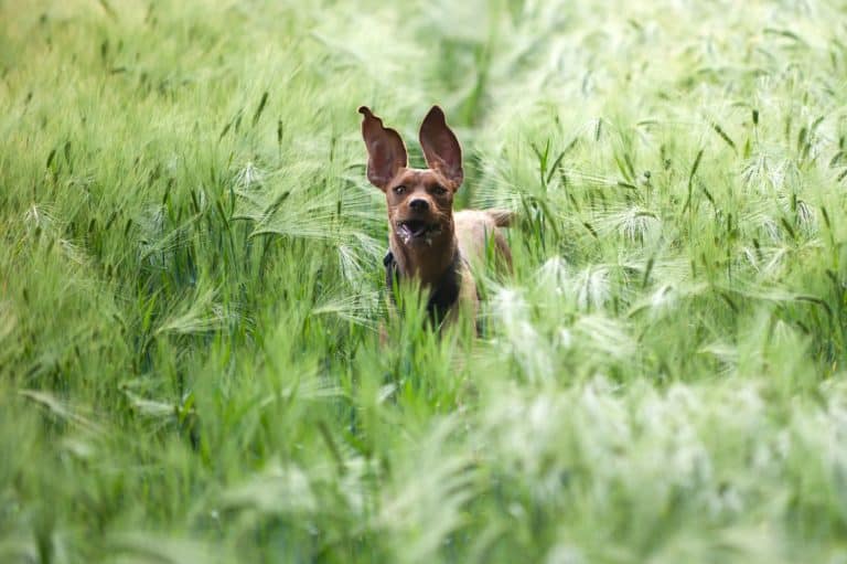 What Fence Should You Use for Your Country Dog?