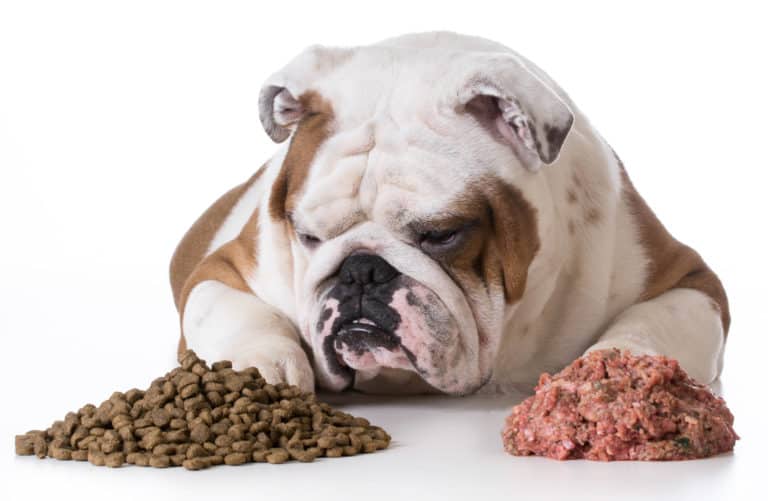 Factors to think about with your dog’s nutrition