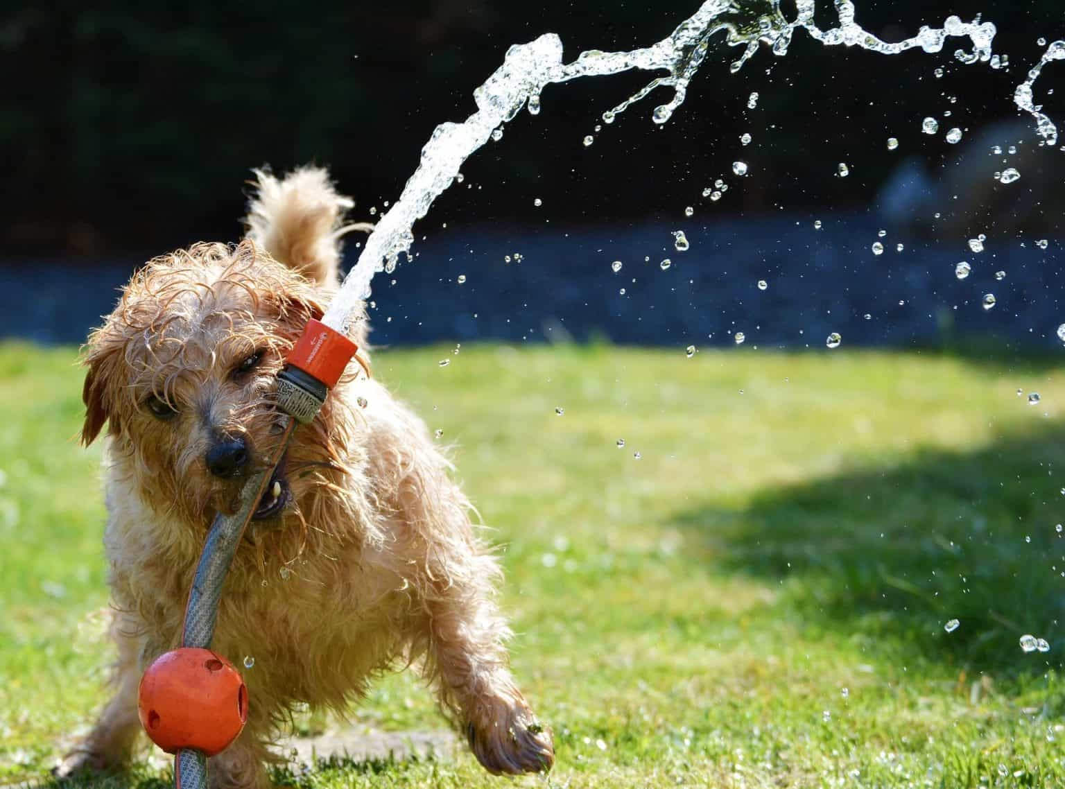 The Best Drinking Water for Dogs Acme Canine