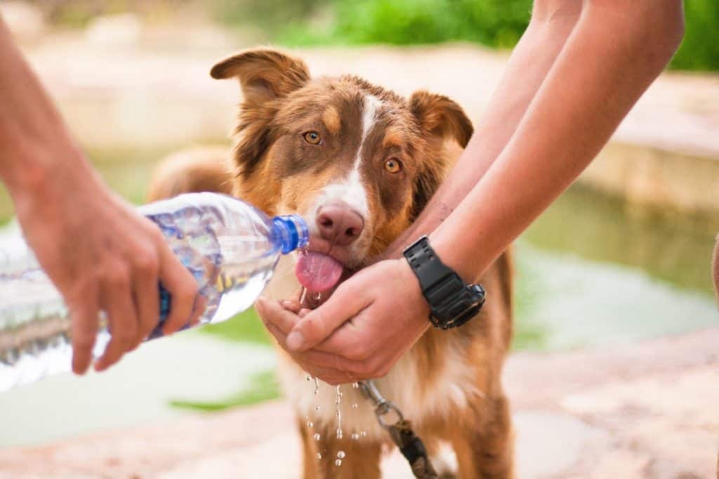 The Best Drinking Water for Pets Acme Canine