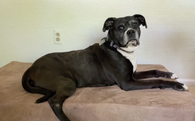 Big Barker Review: My Dog Stopped Snoring on This Giant Orthopedic Dog Bed