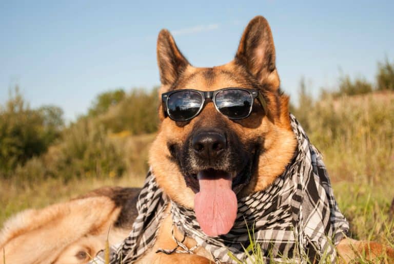 What are the Benefits of Owning a Trained Protection Dog