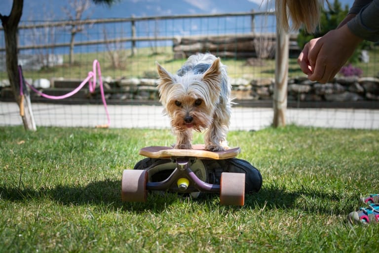 Is it Too Late to Teach an Old Dog New Tricks?