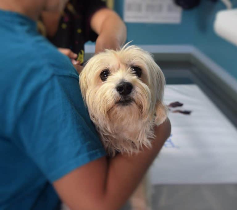 5 Reasons to Consider Pet Insurance