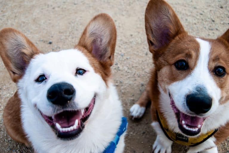 Insuring Your Pet Can Save You Money and Heartache