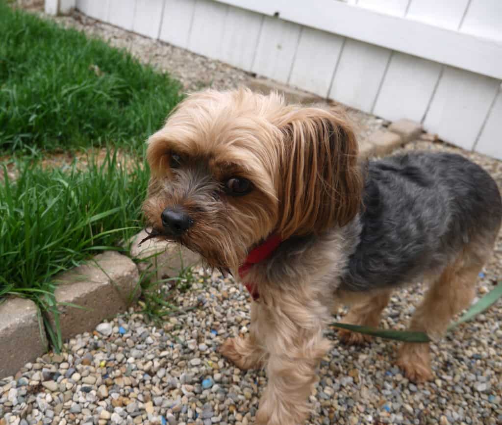 What’s it like Raising Morkies? Acme Canine