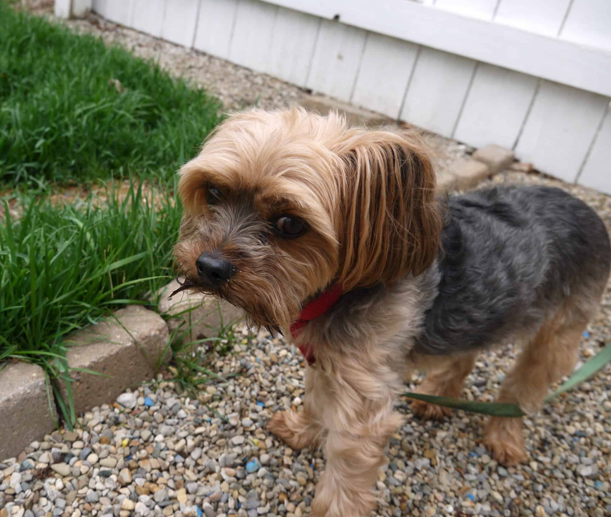 What’s it like Raising Morkies? Acme Canine