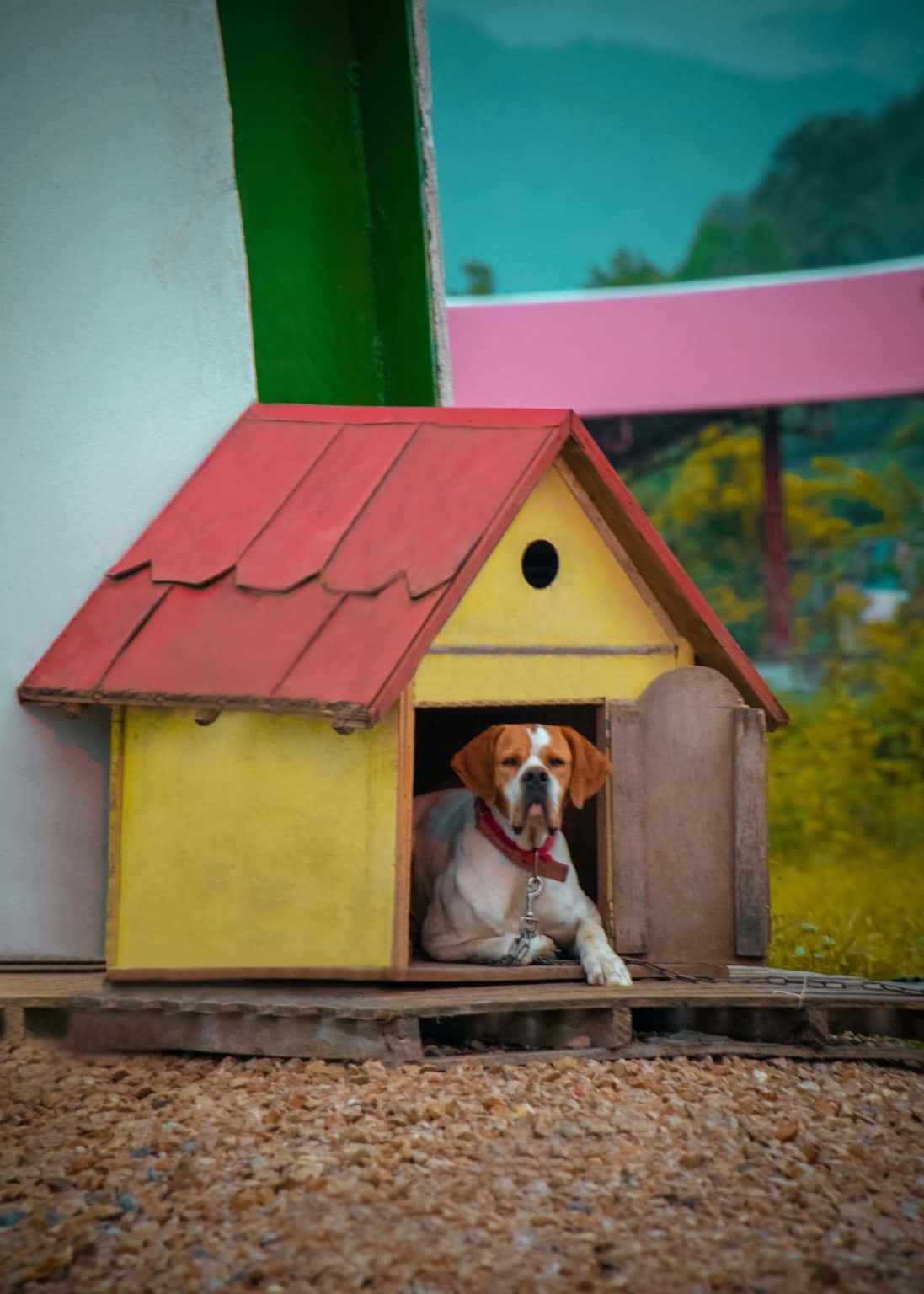 How To Build The Perfect Shed For Your Pet Acme Canine