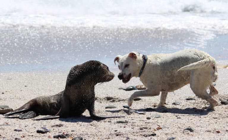 Once a Dog Kills Will It Kill Again? 8 Dog Training Methods to Try