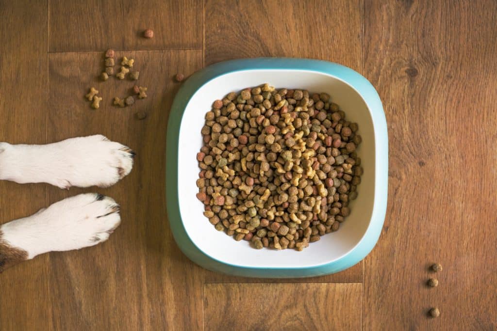 Can You Give Soy To Your Dog? Acme Canine