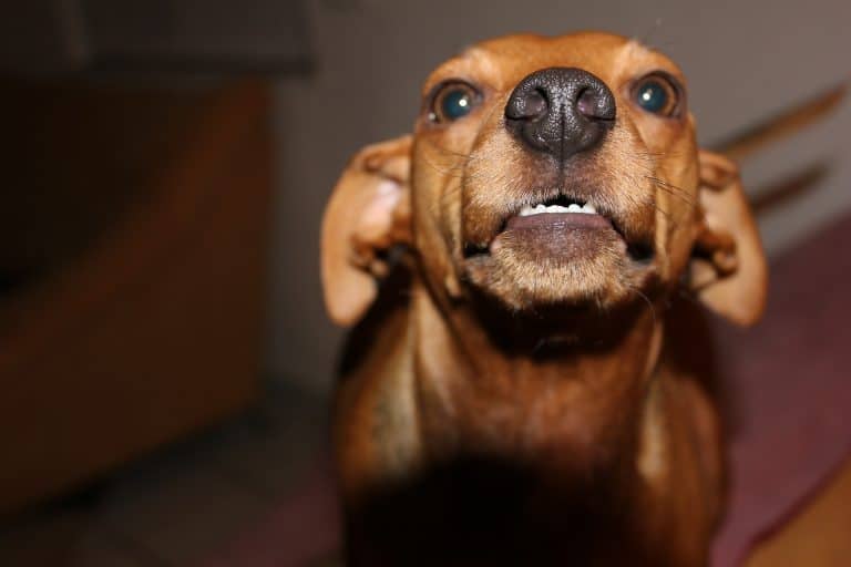Is it possible to eliminate dog aggression?