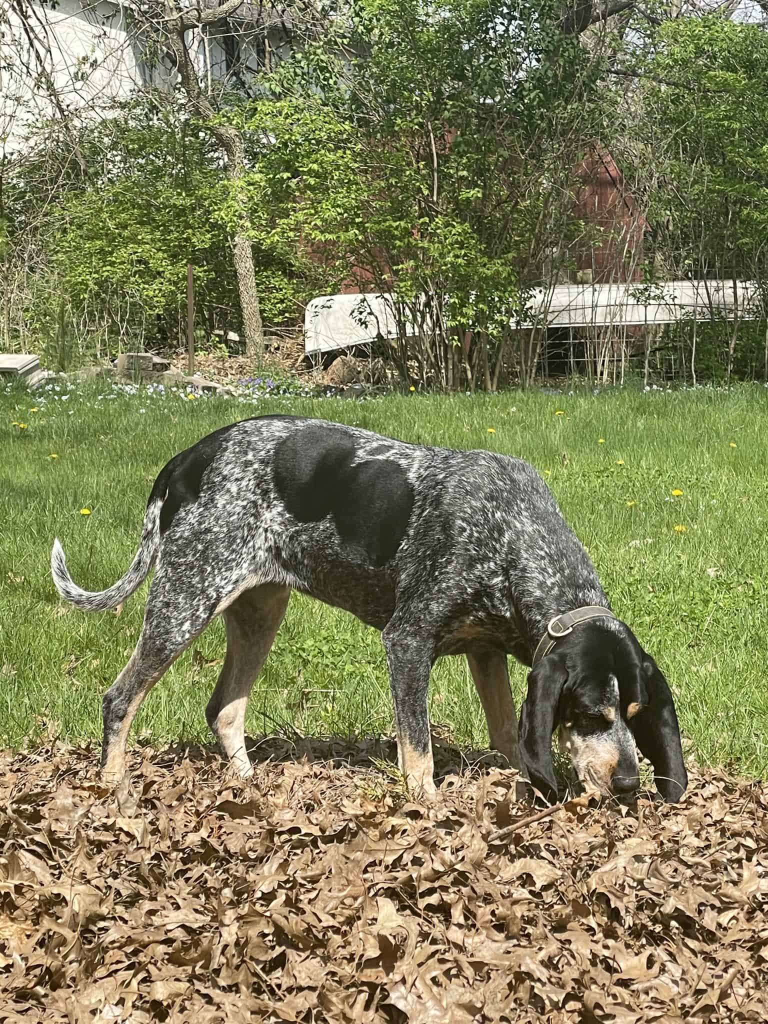 Lawn Burn. Is your dog the culprit? Acme Canine