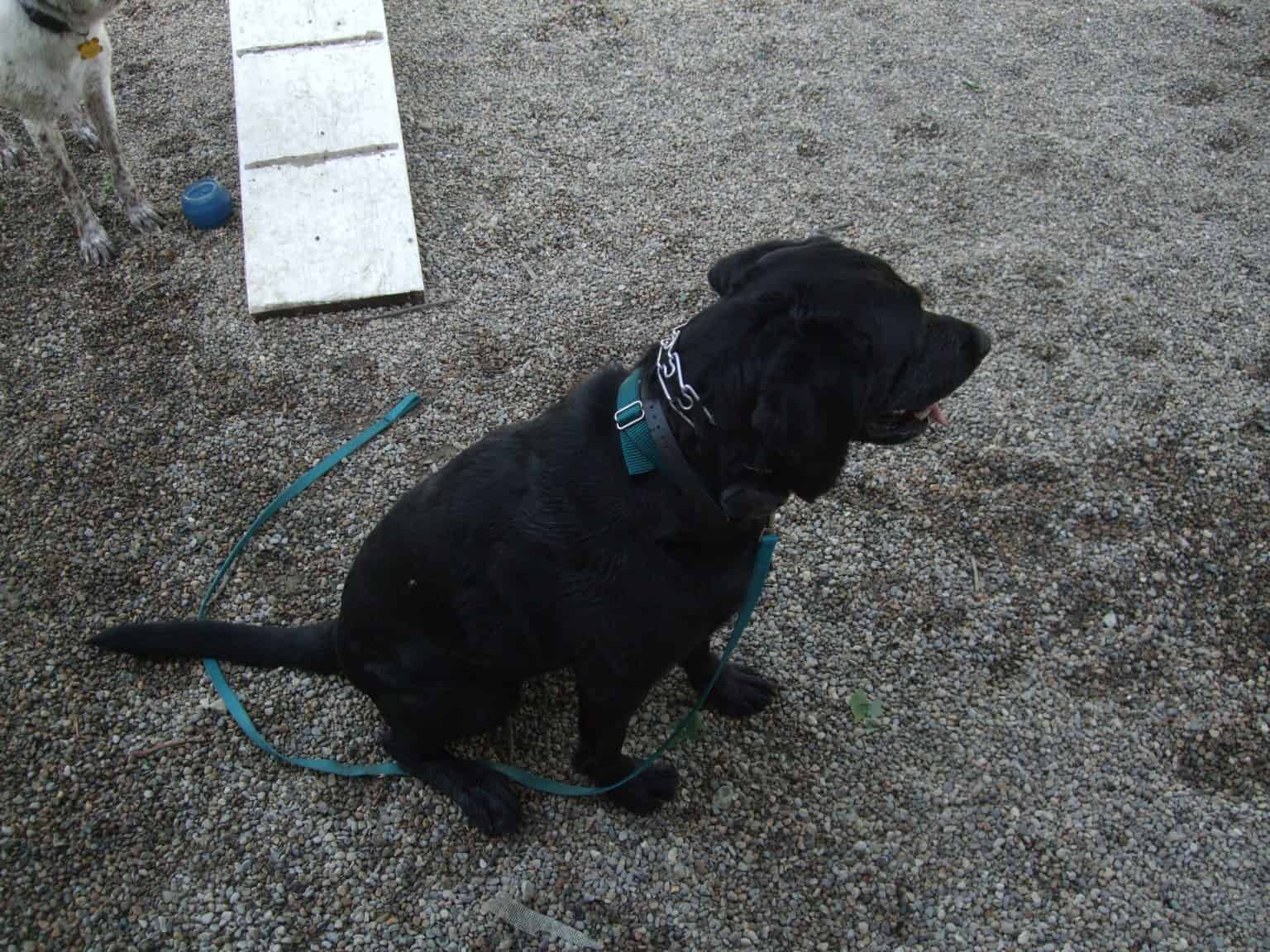 In Praise of the Pinch Collar How to Use a Pinch Collar Correctly